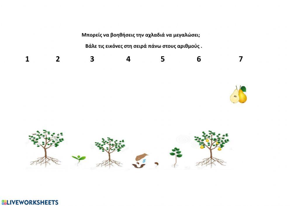 Αναπτυξη αχλαδιας