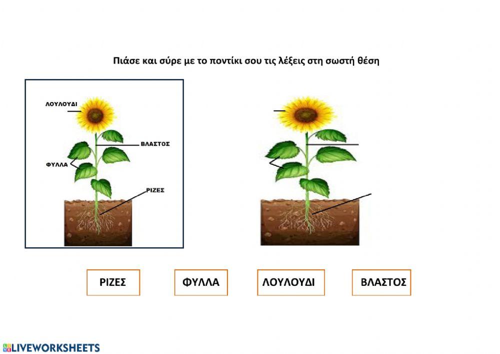 Τα μερη του λουλουδιου