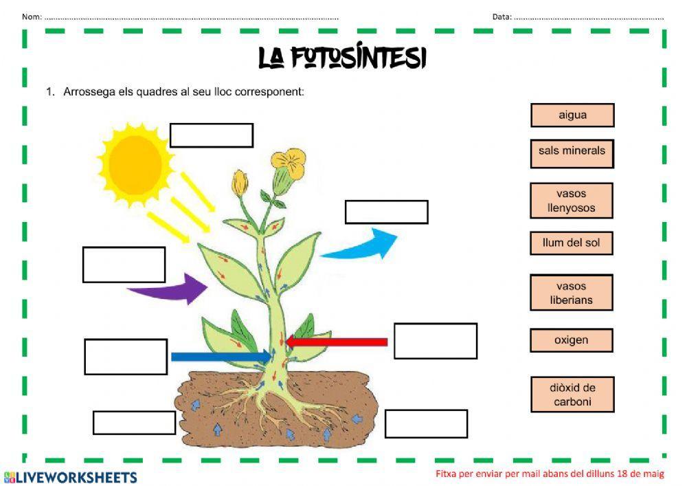 Fotosíntesi i respiració de les plantes