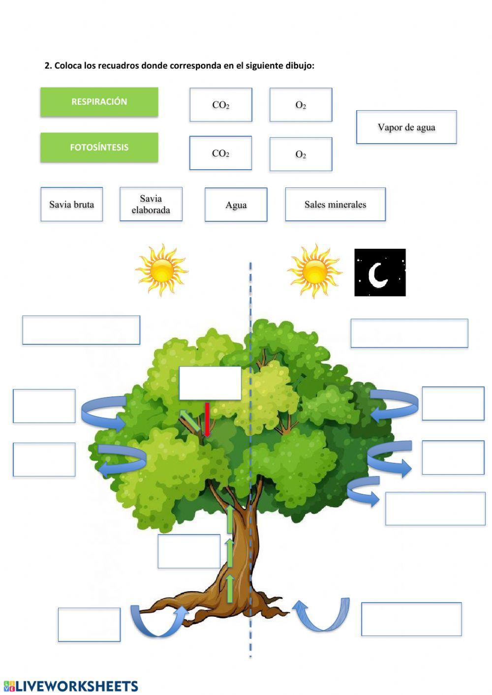 Nutrición de las plantas