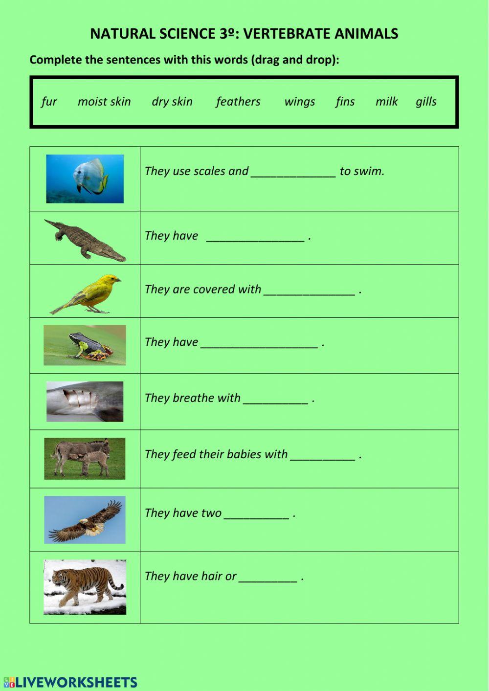 Complete sentences about vertebrate animals