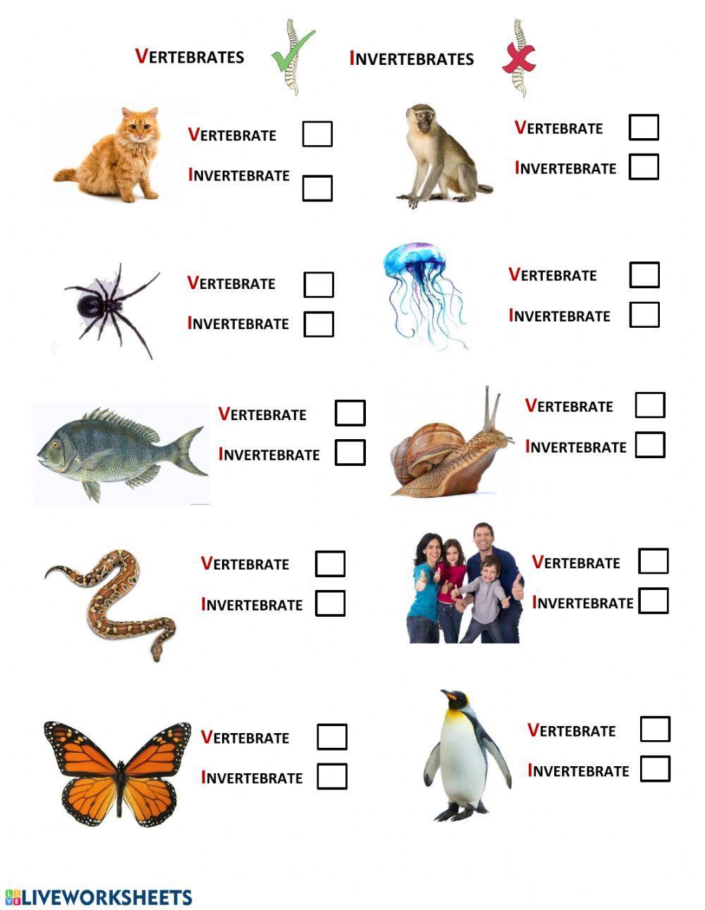 Vetebrates vs Invertebrates