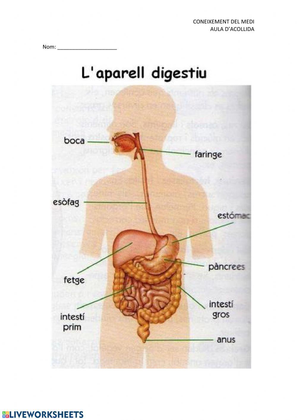Aparell digestiu