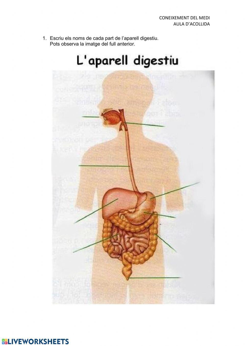 Aparell digestiu
