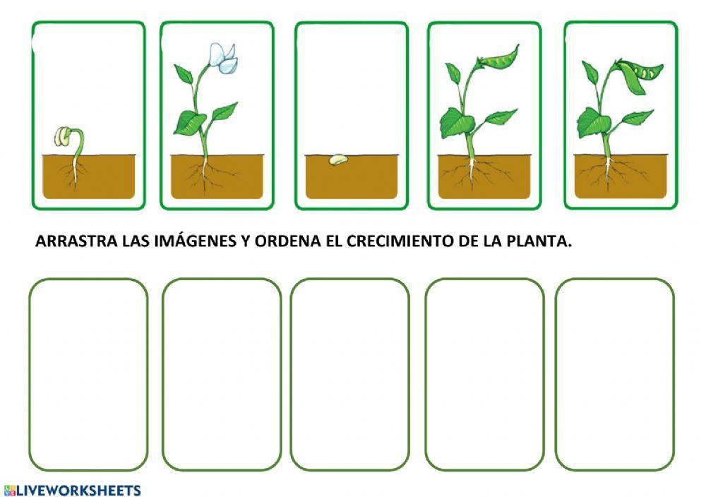 Fase de crecimiento de una planta