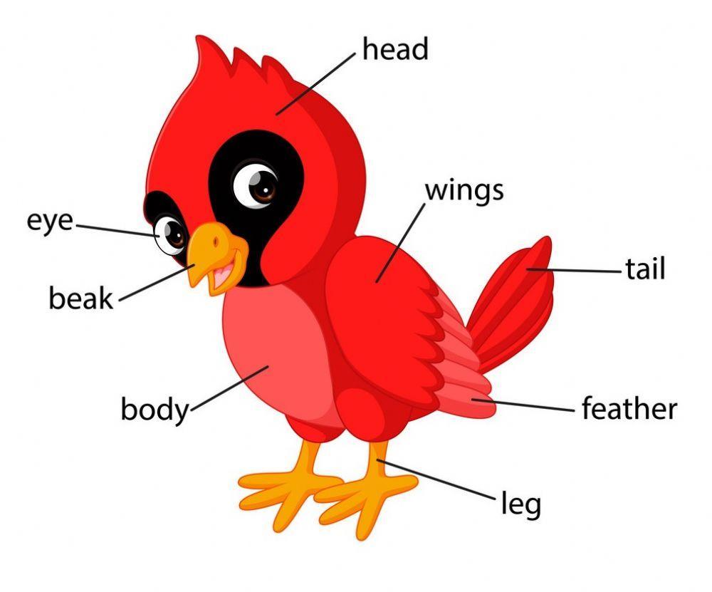 Bird body parts
