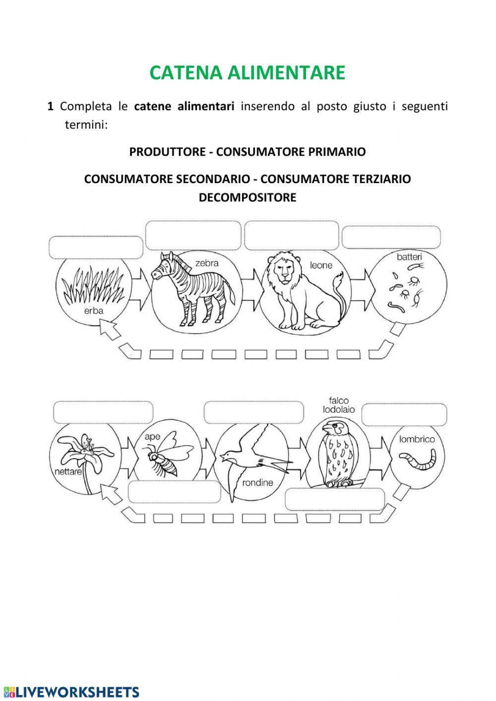 Ecosistema - catena alimentare