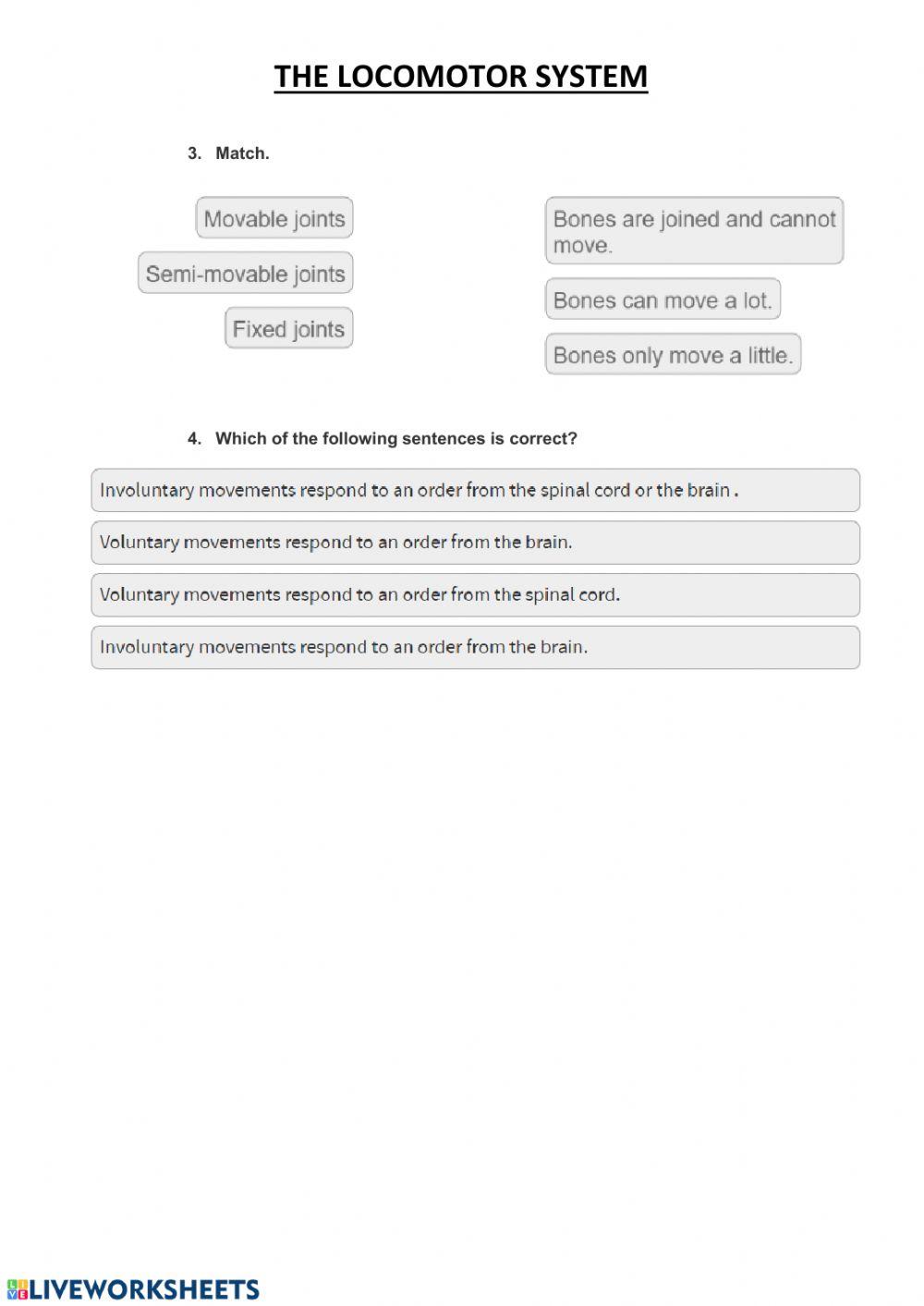 The locomotor system