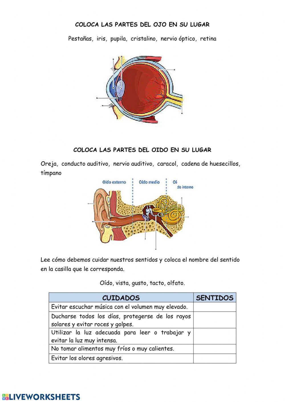 Fisiología del ojo y el oído