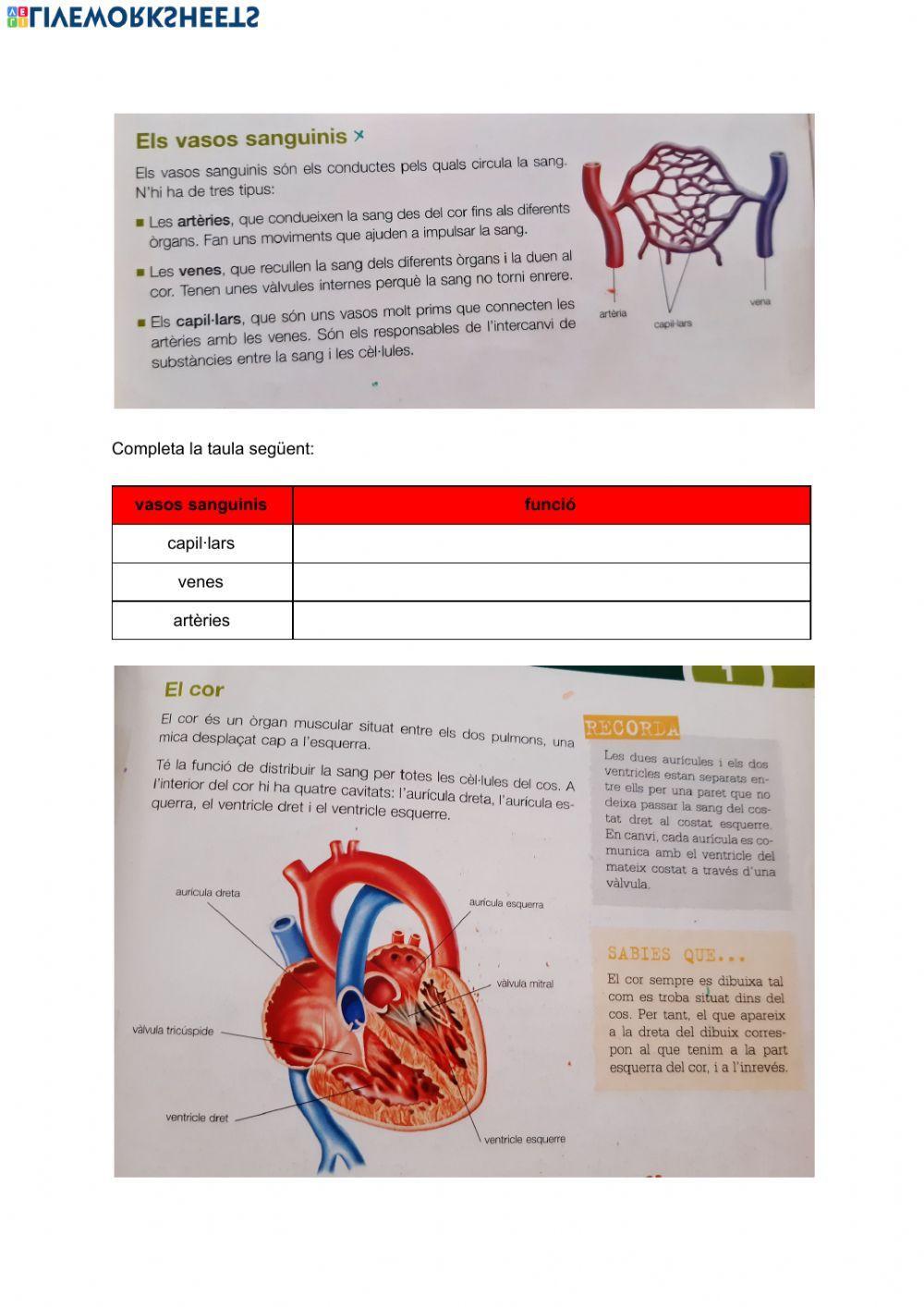 Aparell circulatori