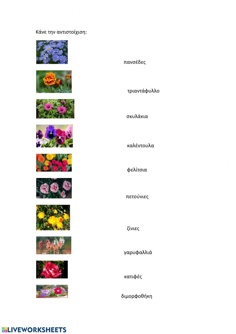Μαθαίνω ονόματα λουλουδιών