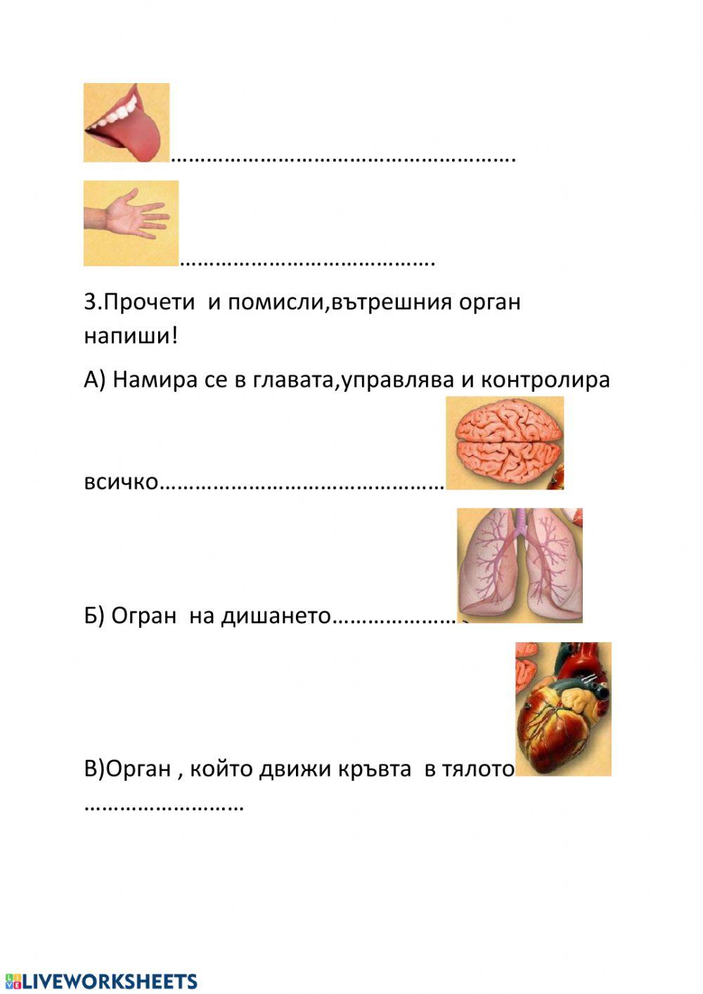 Органи на човешко тяло worksheet | Live Worksheets