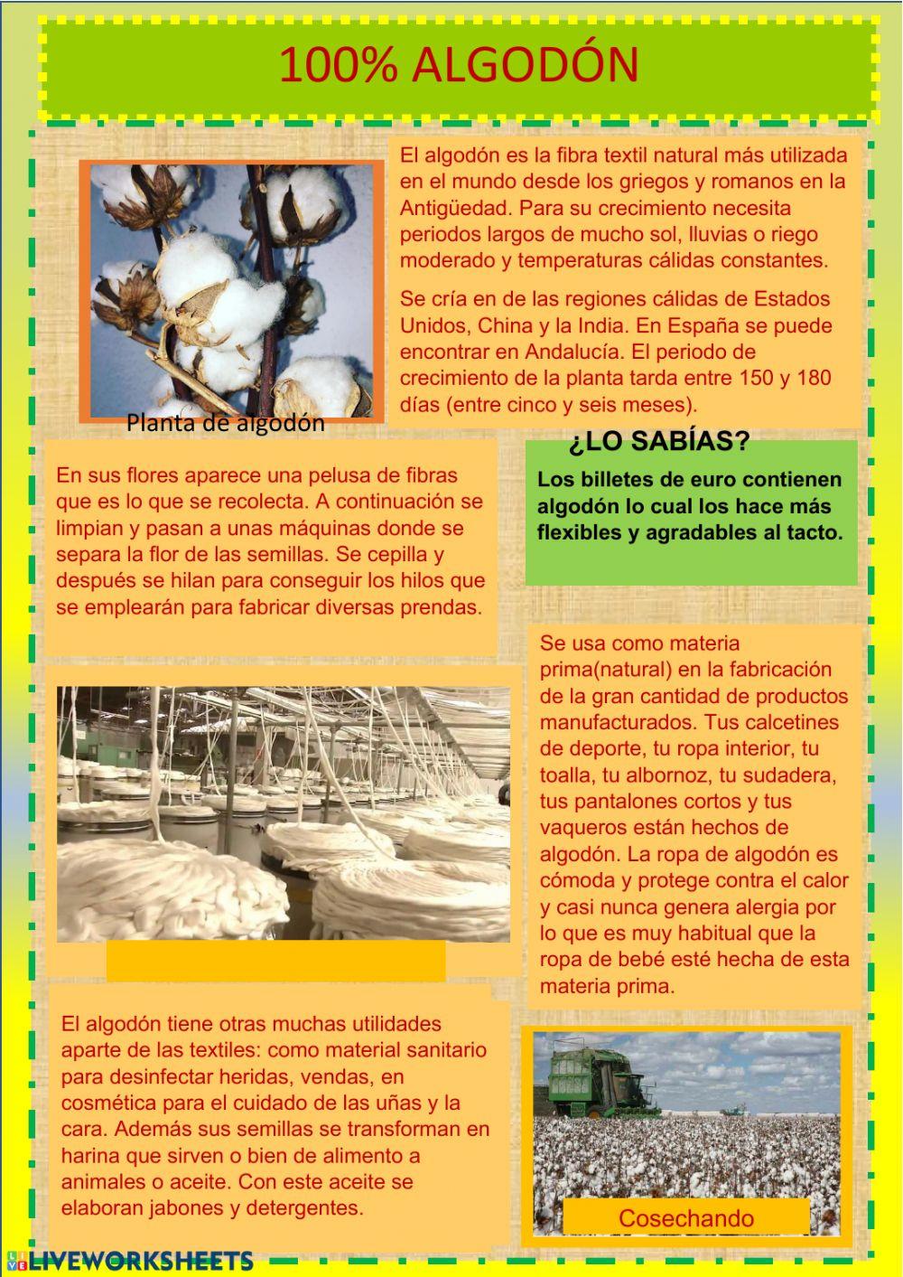 100 - Algodón
