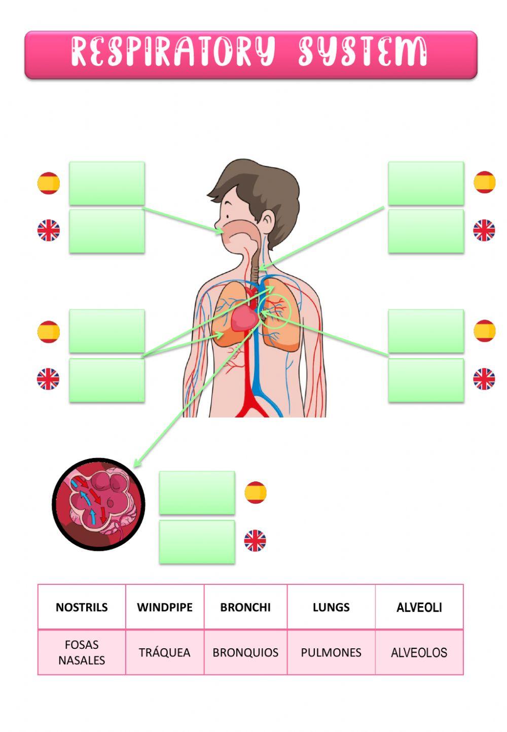 Respiratory system - sistema respiratorio