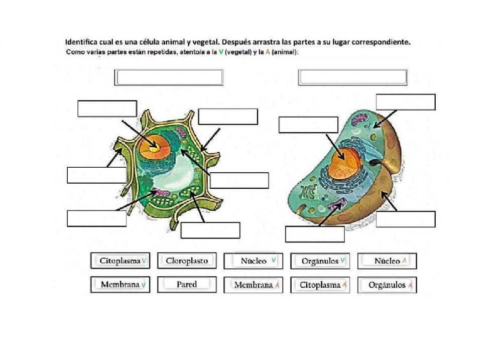 Tipos de células