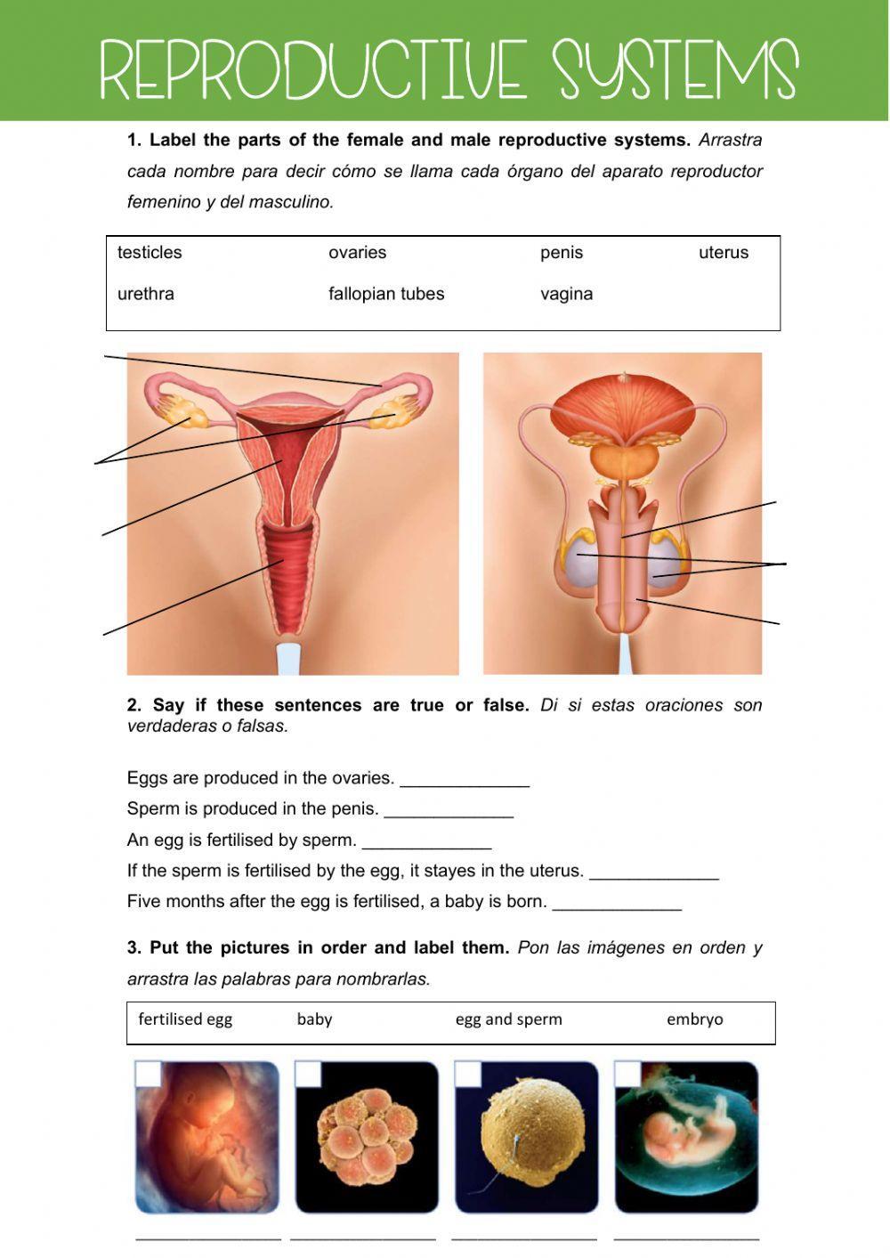 Female and male reproductive systems