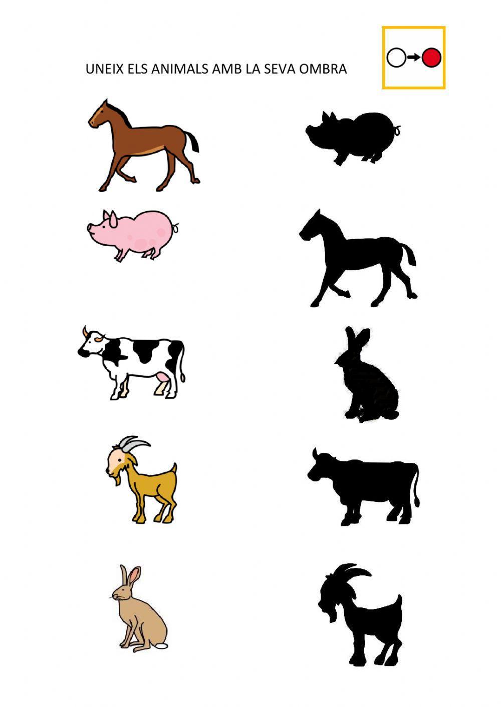 Animals i les seves ombres