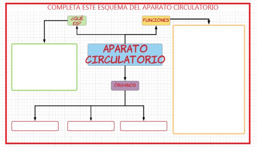 Aparato circulatorio