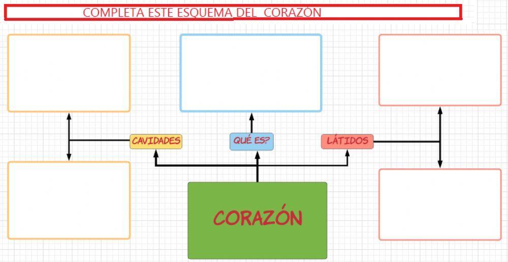 Esquema corazón