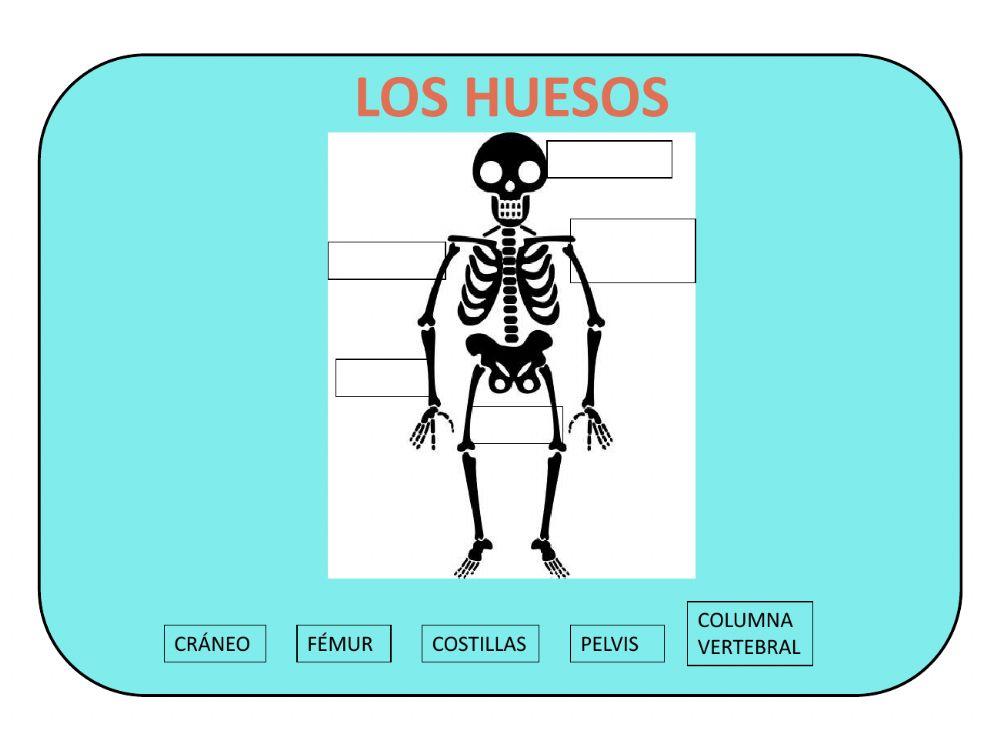 Huesos
