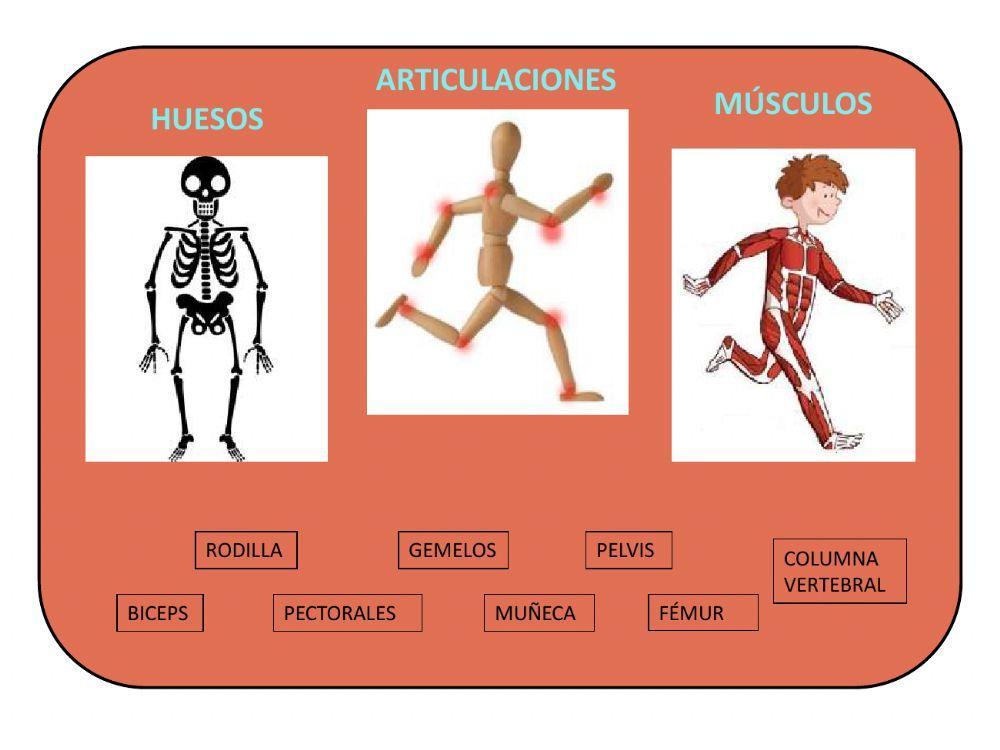 Músculos, huesos, articulaciones