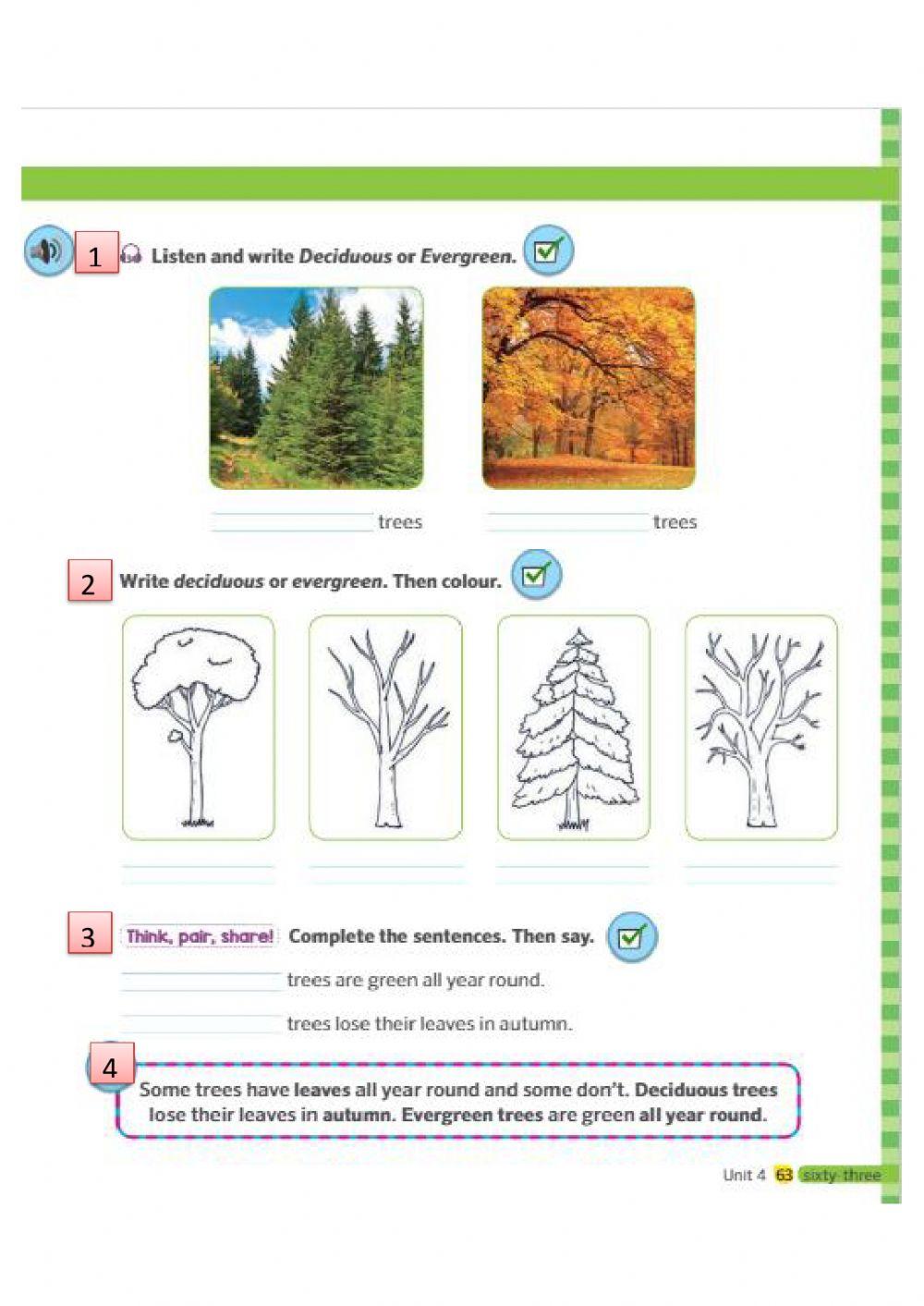 Types Of Trees Worksheet Pdf