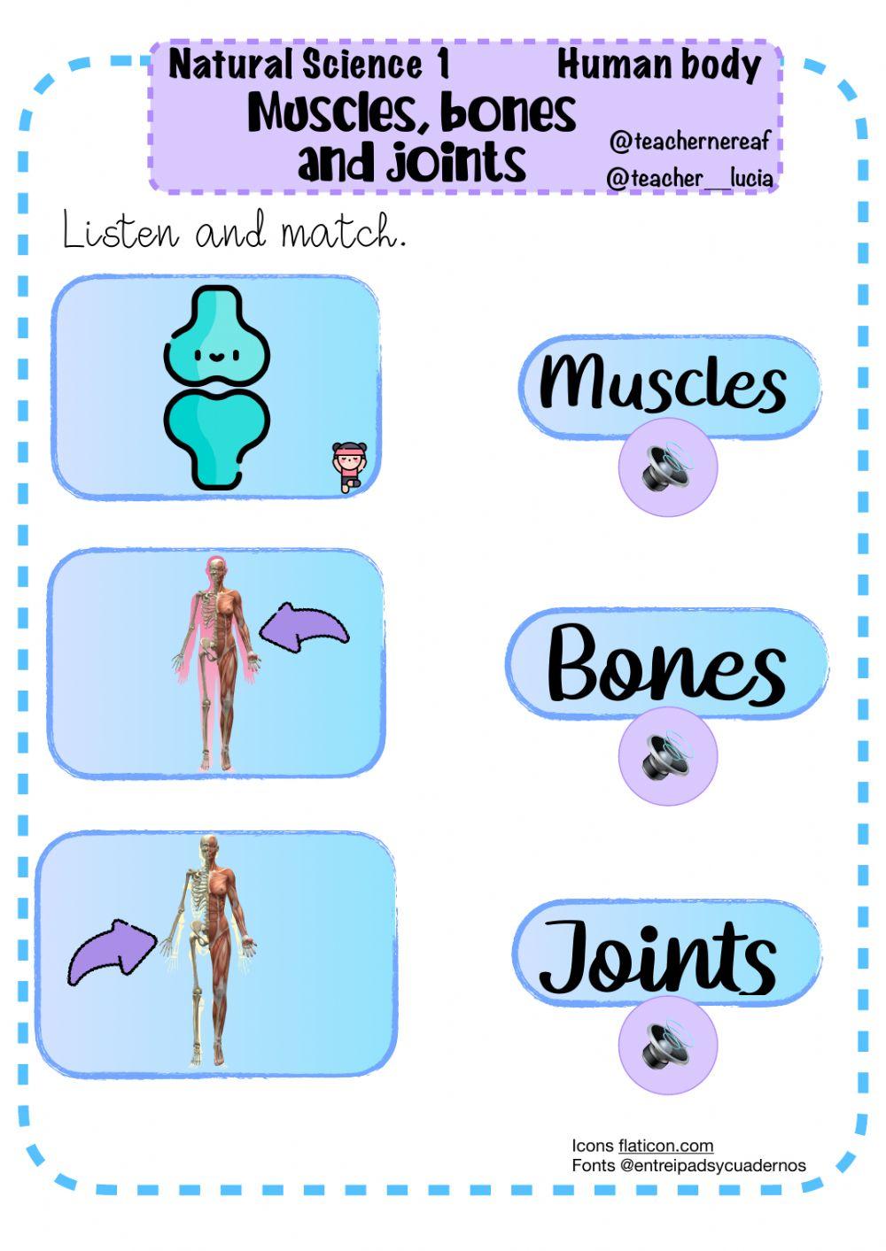 Human body: head, trunk, limbs