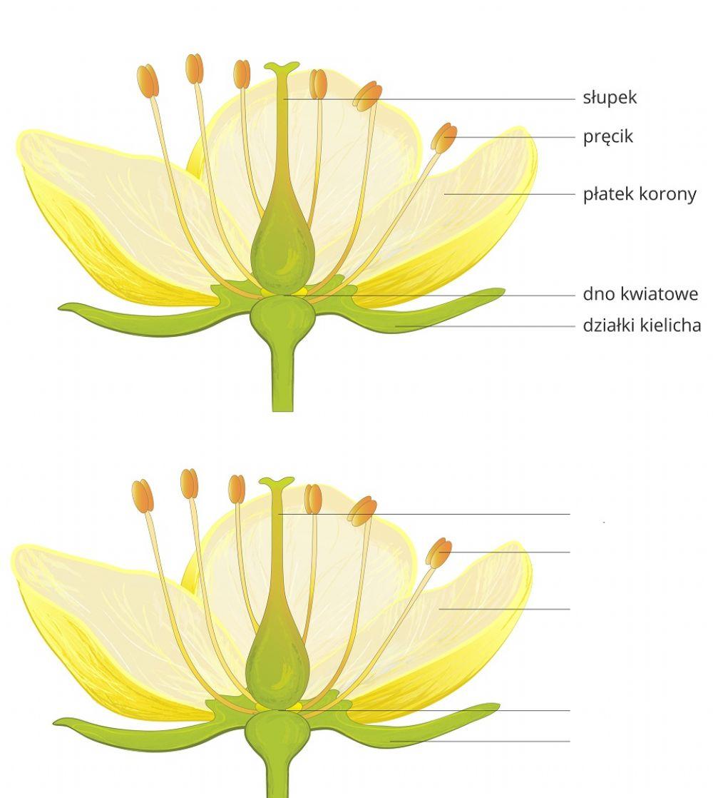 Budowa kwiatu