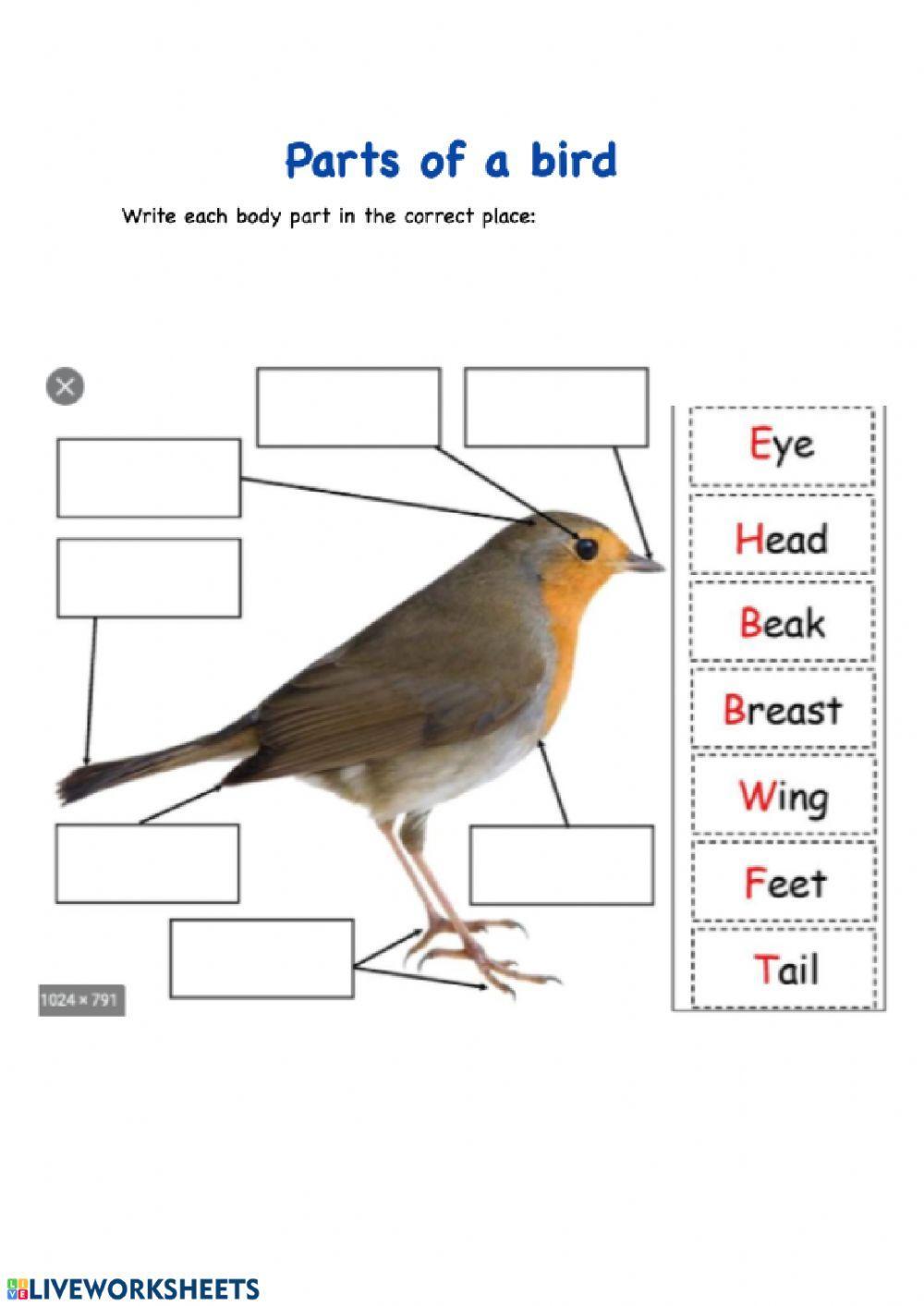 Parts of a bird worksheet | Live Worksheets Parts of a bird worksheet | Live Worksheets