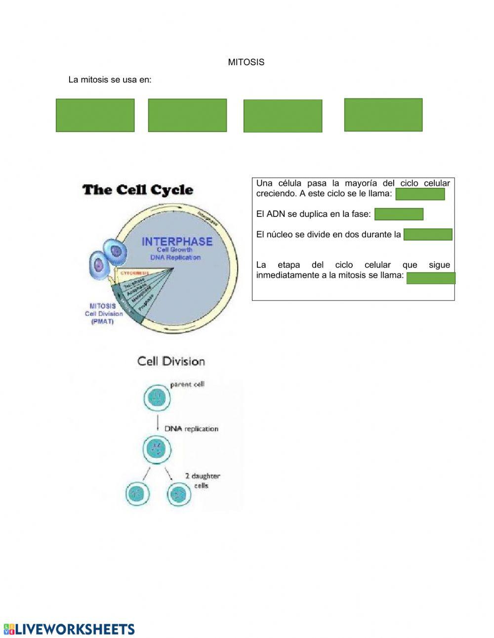 Mitosis