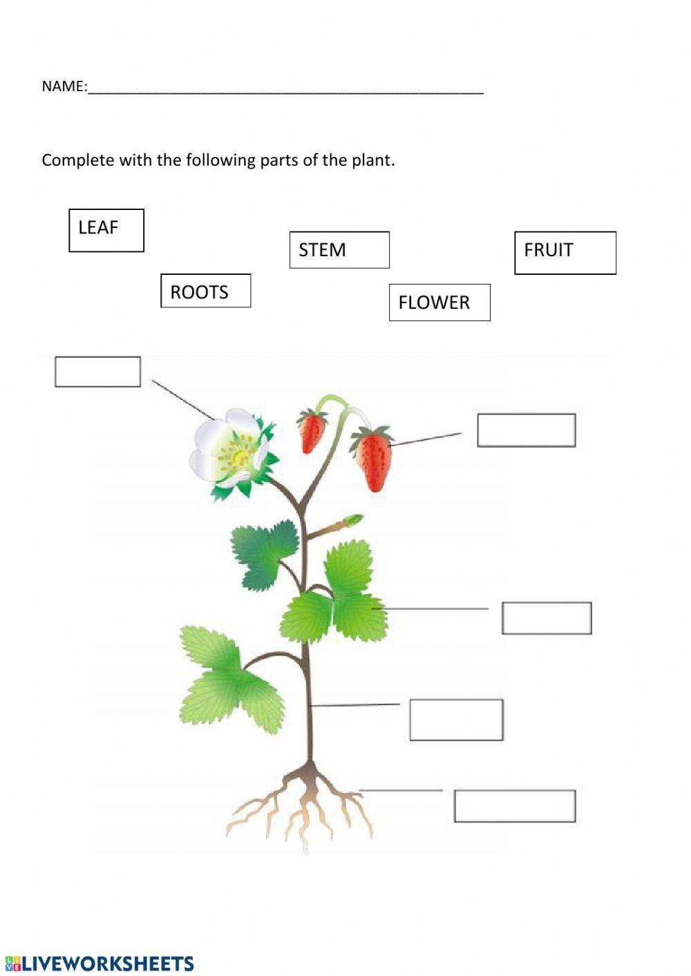 Parts of the plant 1 grade