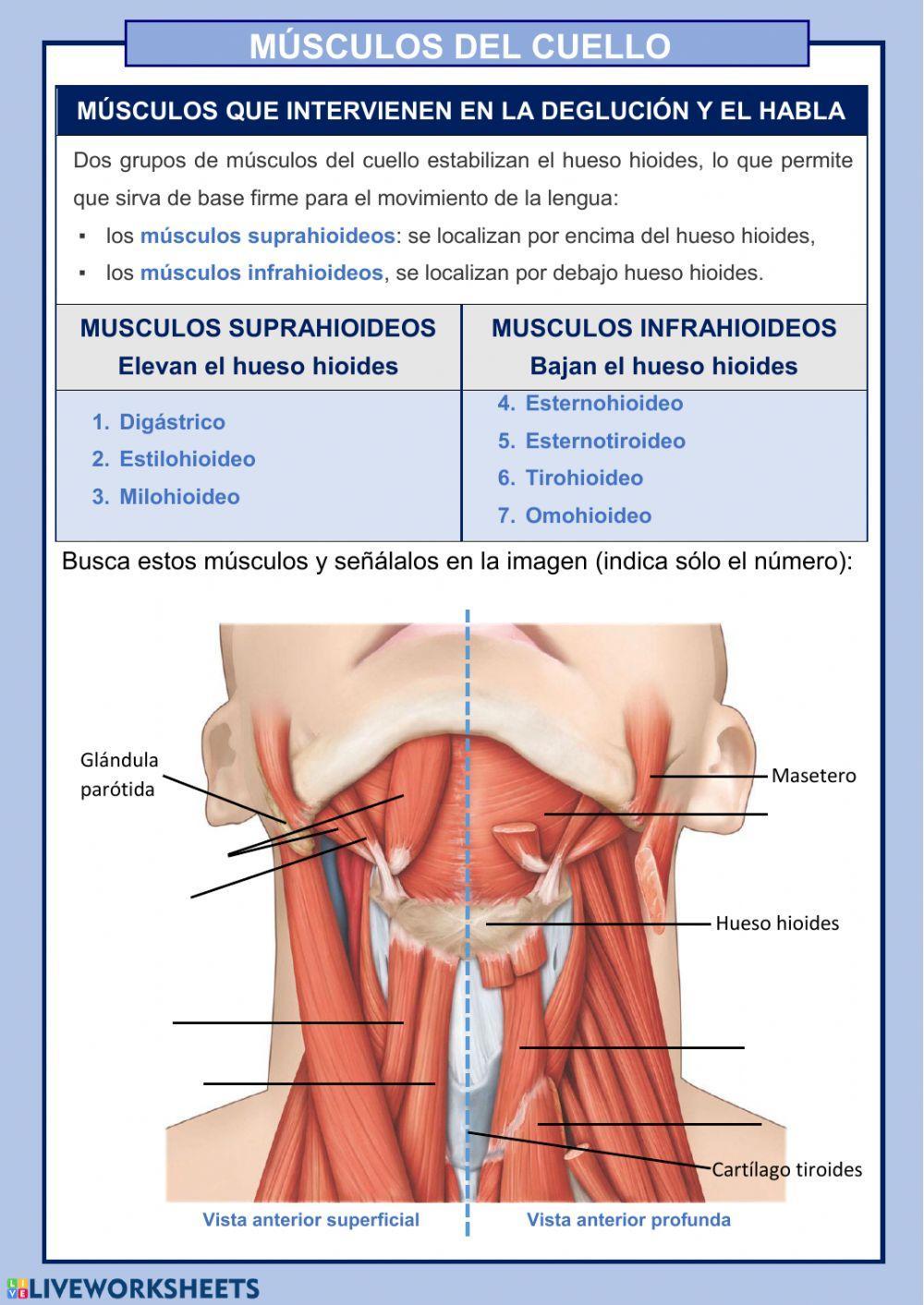 MÚSCULOS DEL CUELLO