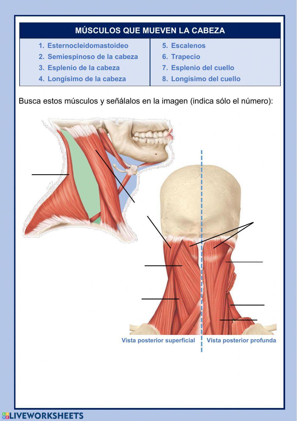 MÚSCULOS DEL CUELLO