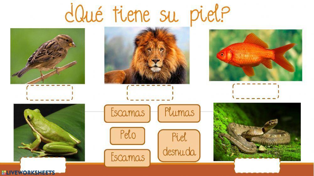 Características animales vertebrados Características animales vertebrados
