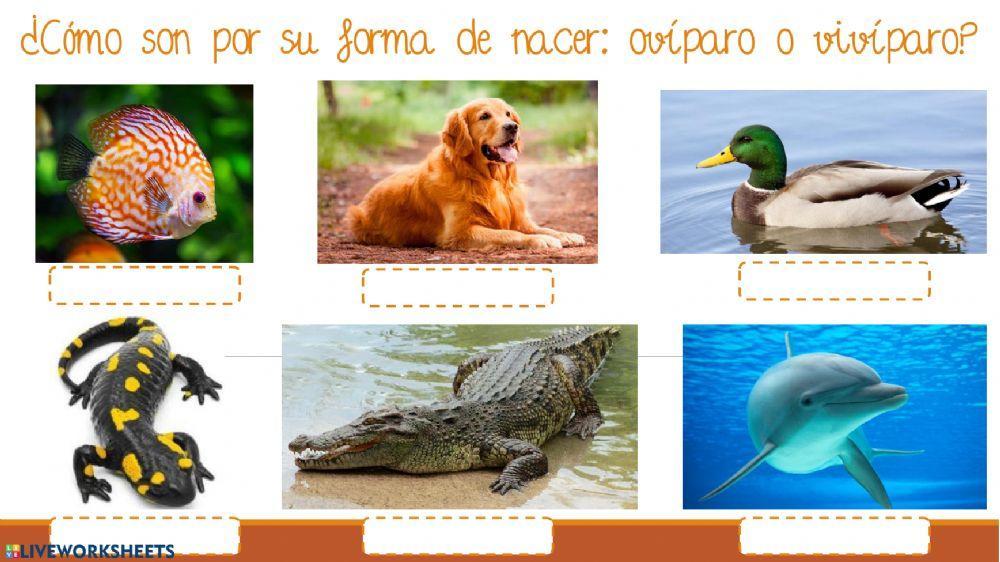 Características animales vertebrados