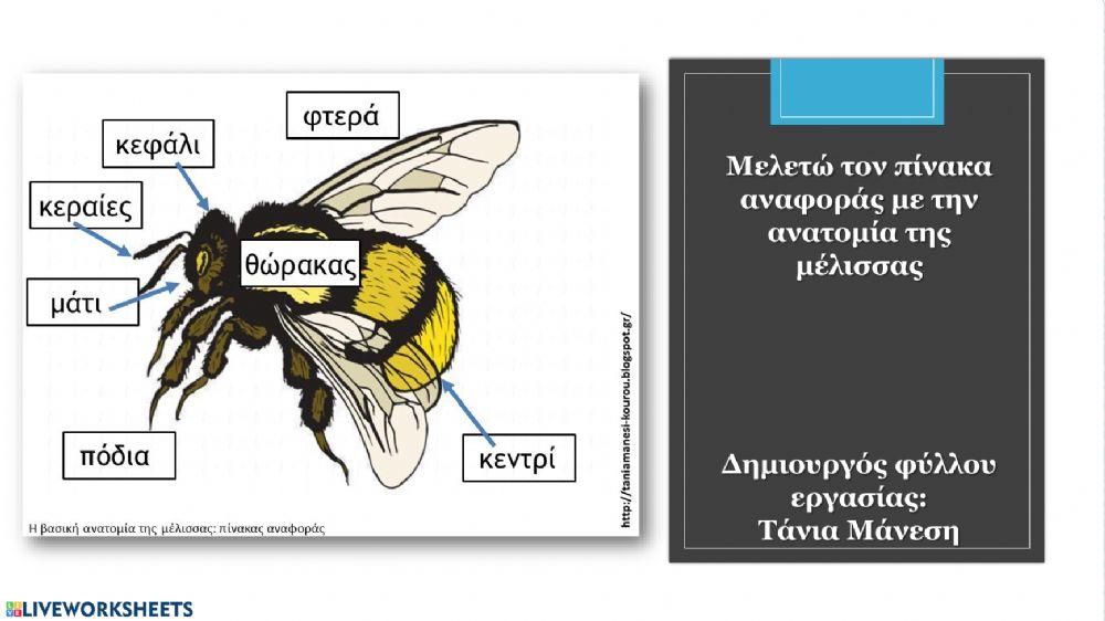 Μέλισσα - φύλλα εργασίας