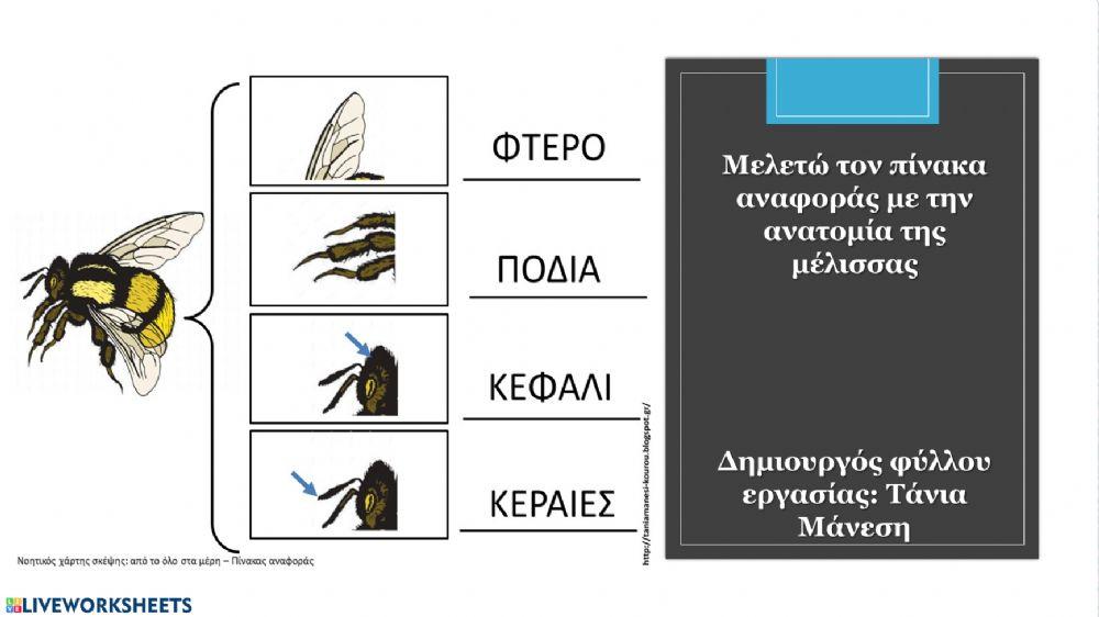 Μέλισσα - φύλλα εργασίας