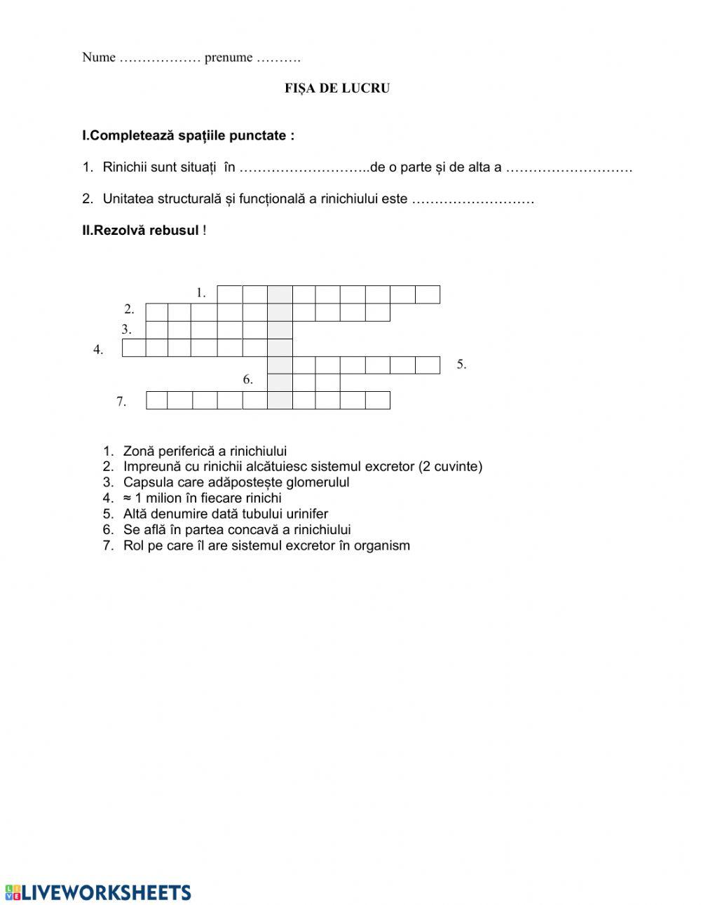 Structura rinichiului