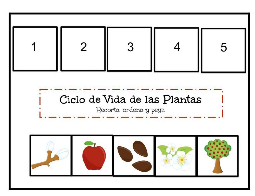 El cicle vital de la planta