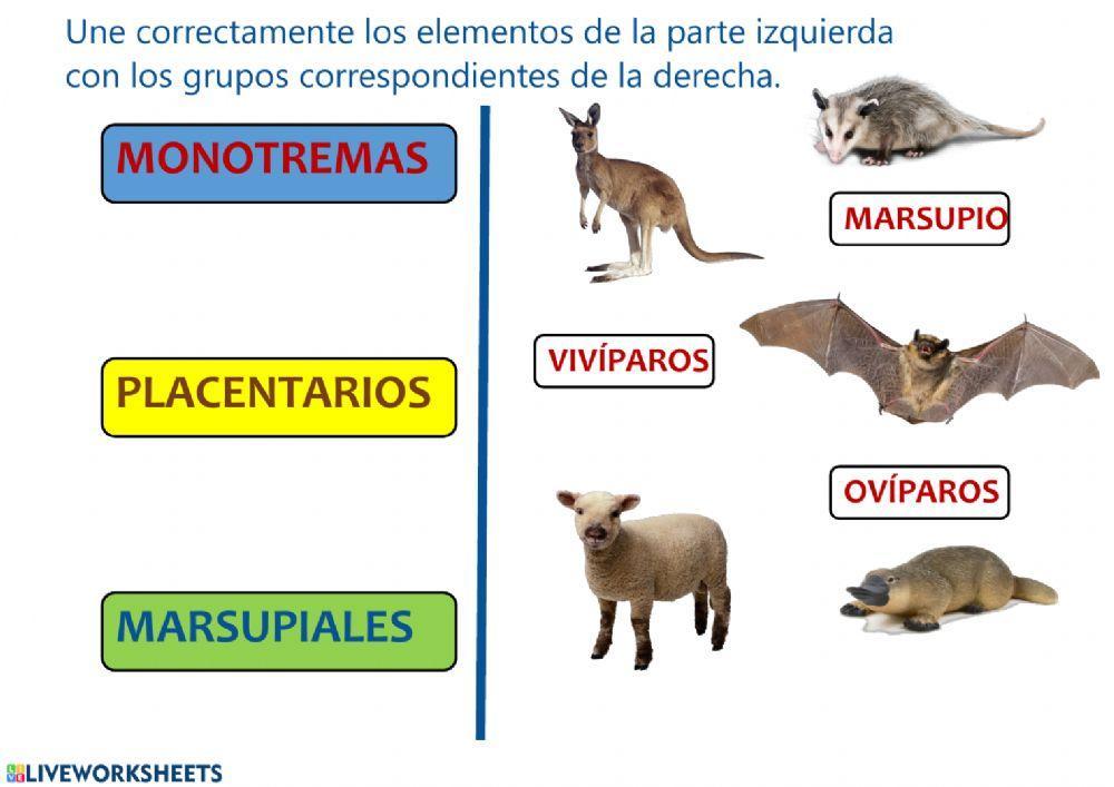 mamiferos