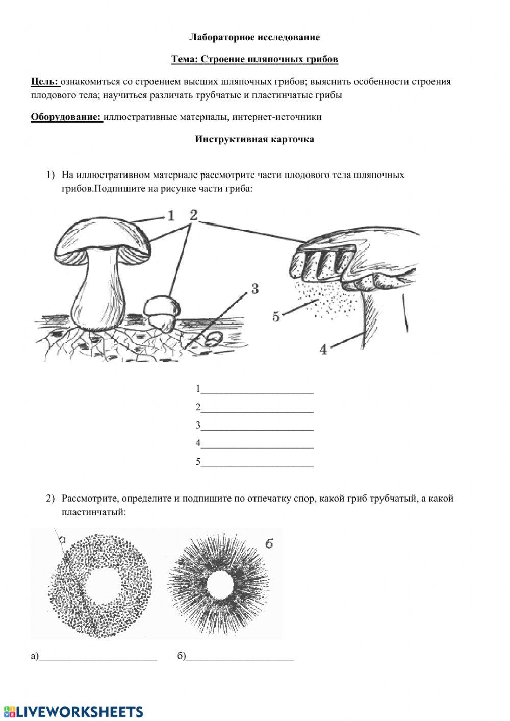 Шляпочные грибы
