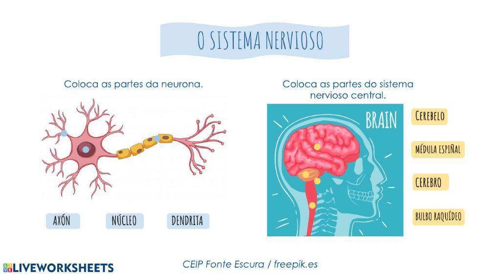 O sistema nervioso