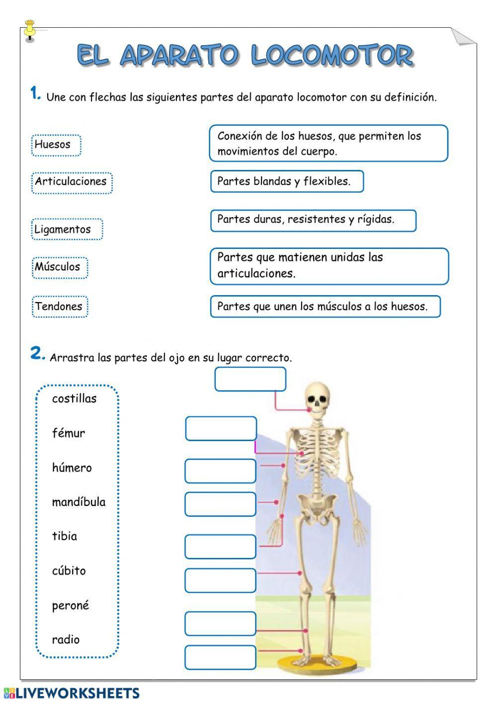 Aparato locomotor