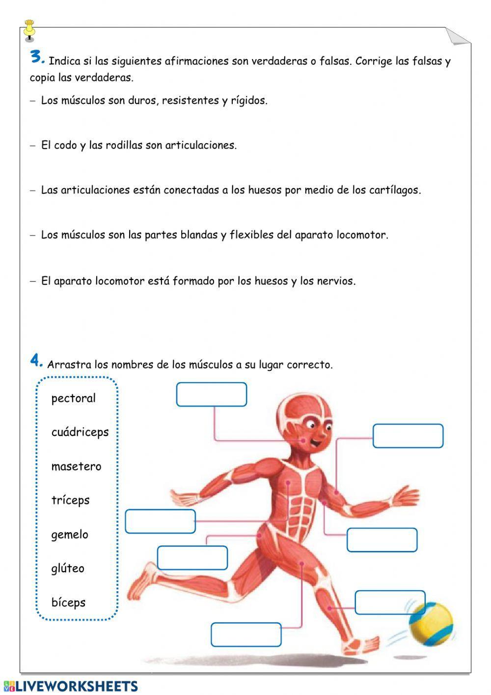 Aparato locomotor