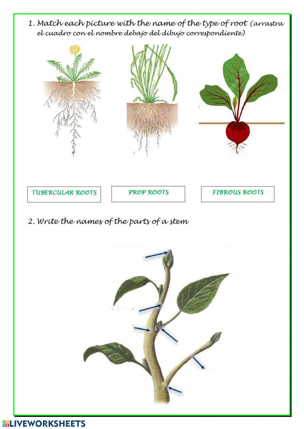Vegetative Parts Of A Plant Worksheet Live Worksheets vegetative-parts-of-a-plant-worksheet-live-worksheets