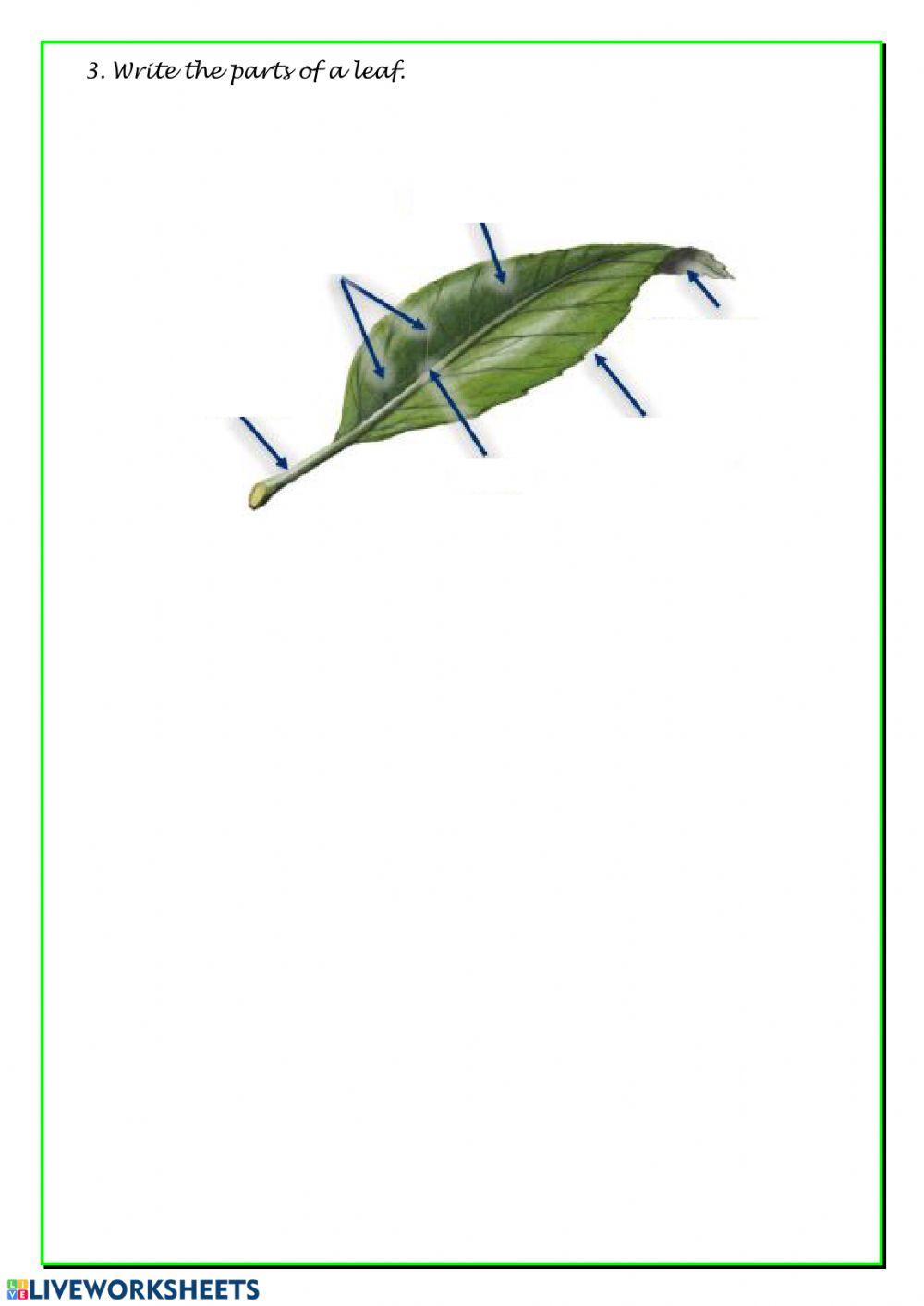 Vegetative Parts Of A Plant Worksheet Live Worksheets vegetative-parts-of-a-plant-worksheet-live-worksheets