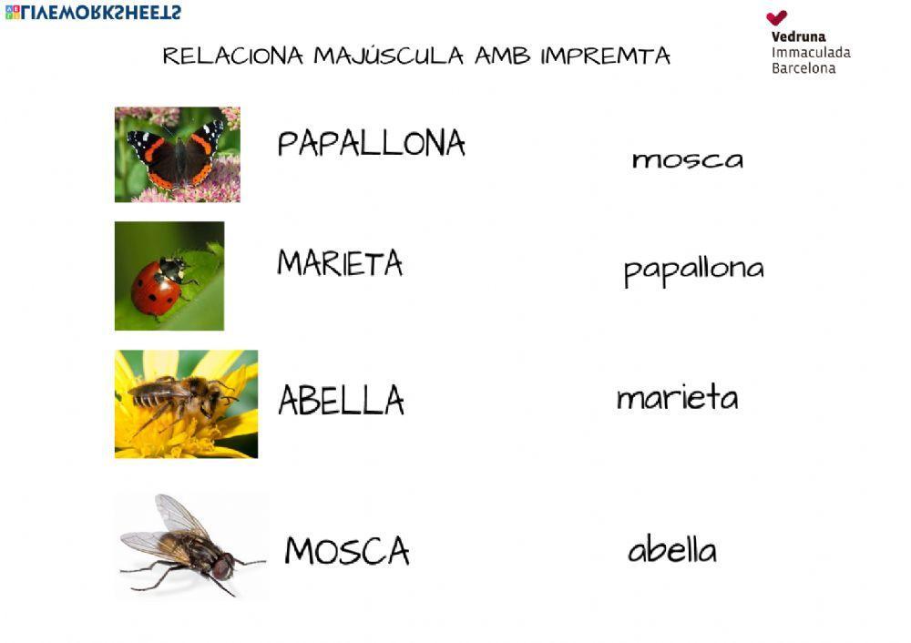 relaciona lletra majúscula amb lletra d'impremta