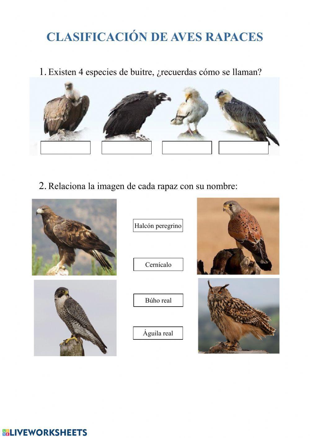 Aves rapaces