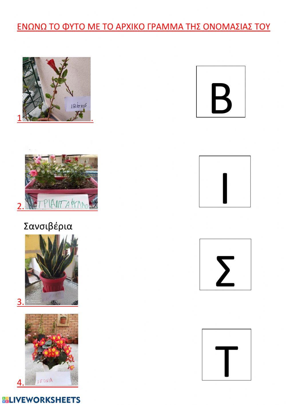 Αντιστοιχιση φυτου-αρχικου γραμματος4