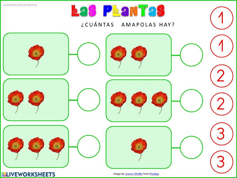 ¿Cuántas amapolas hay?